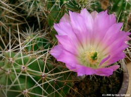 Echinocereus enneacanthus 